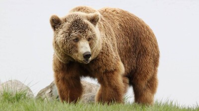 Медведь гризли убил двух человек в канадской Альберте
