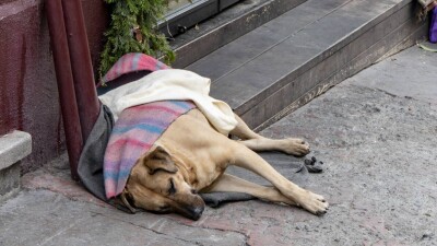 В Павлодаре начали помечать неопасных бродячих собак