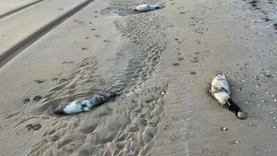 Туши тюленей и осетровых рыб обнаружили на берегу Каспия