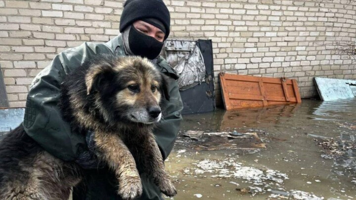 Сколько человек вернулось домой с начала паводков в Казахстане