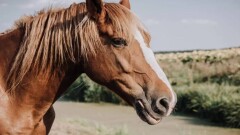 Прага зообағынан әкелінген Пржевальский жылқылары қазақ даласына жерсіндіріледі