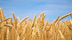 Ресейдің бидайын қазақстандық өнім деп сатқан азамат ұсталды
