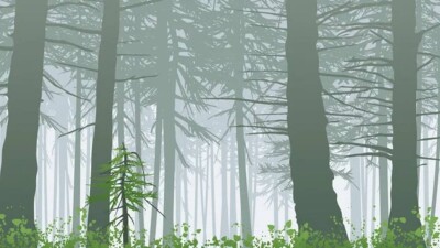 Қазақстанда орман шаруашылығының даму стратегиясы жоқ – эколог