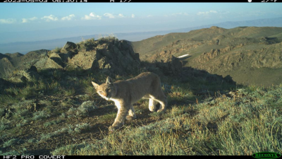 Соңғы екі жылда алғаш рет Алматы облысында сілеусін фототұзаққа ілікті