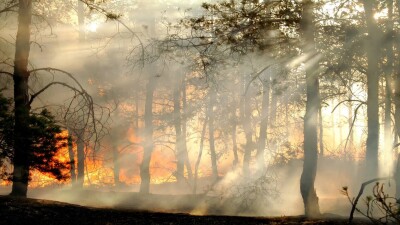 Абай облысындағы өрт: ТЖМ өртті 20 маусымға дейін өшіруді жоспарлап отыр