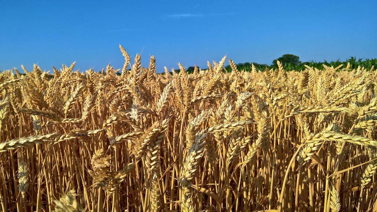  "Бір тамшы жаңбыр жаумаған". Ертіс өңірінде егін күйіп барады