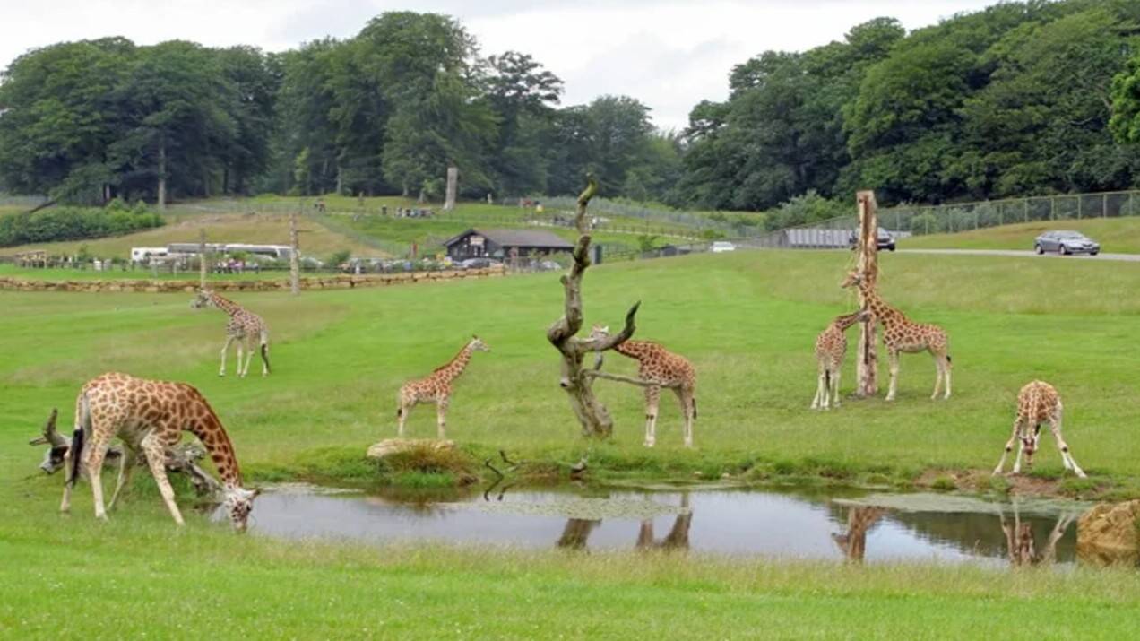 Африкалық саванна, Арктика кешені. Алматының хайуанаттар бағы еуростандарттарға сай жасақталады
