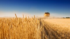 Избыток урожая и торговые преграды: цены на сельхозпродукцию в 2024 году будут невысокие