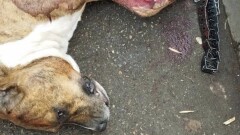 Мужчина напал с ножом на защищавшую хозяина собаку в Алматы. Полиция завела уголовное дело