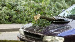 Деревья падали на машины: директора Eco Almaty привлекли к ответственности