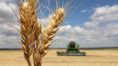 Почти 40% засеянных сельхозкультурами площадей в Казахстане в плохом состоянии – итоги космомониторинга