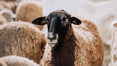 Места для проведения жертвоприношений на Курбан айт определили в Астане