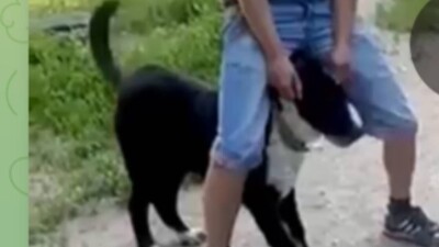 Пытался утопить собаку: полиция Семея разыскала подозреваемого в жестоком обращении с животным