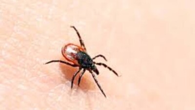 135 человек обратились к врачам из-за укусов клещей в Алматы
