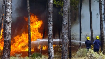 Службу охраны и защиты лесного фонда создали в Казахстане