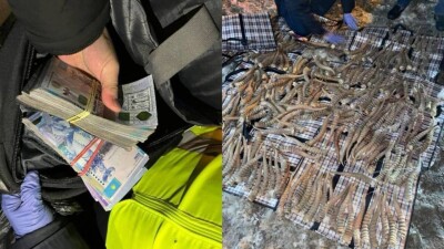 916 рогов сайги на 2 млрд тенге обнаружили у иностранца в Костанайской области