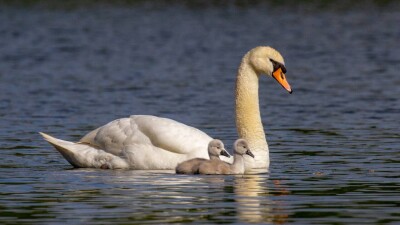 Массовая гибель лебедей впервые за 16 лет: людей просят не приходить на озеро Караколь