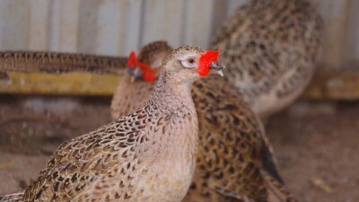 700 фазанов выпустили в зелёный пояс Астаны