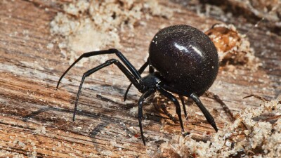 Жители многоэтажки в Уральске обеспокоены нашествием каракуртов