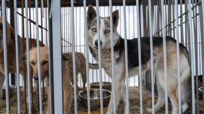 15 дней – срок, после которого будут применять эвтаназию по отношению к бродячим собакам в Казахстане