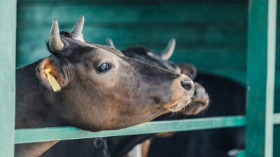 Отравление скота в Актюбинской области: установлена причина массовой гибели животных