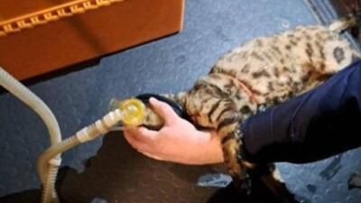 В Усть-Каменогорске пожарные спасли из горящего дома двух бенгальских кошек и реанимировали их