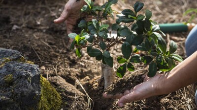 Пока не начали: когда высадят первые саженцы на месте сгоревшего леса в Абайской области