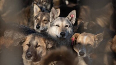 "Не отменяет участие государства". Питомник для животных в Астане передадут в управление фонду "Стоп отлов"