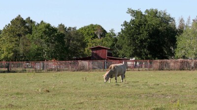 В Минздраве оценили риски распространения инфекций от затопленных скотомогильников