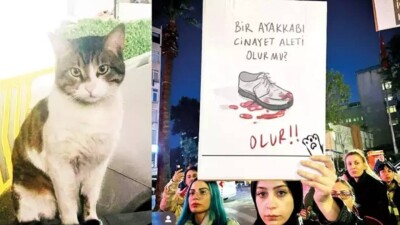 "Как такое вообще возможно". Эрдоган высказался об убийстве кота Эроса в Турции