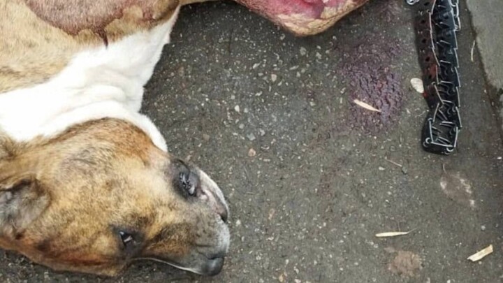Мужчина напал с ножом на защищавшую хозяина собаку в Алматы. Полиция завела уголовное дело
