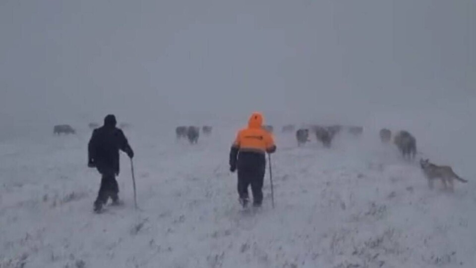 Из-за сильной метели в Актюбинской области потерялся мужчина, его нашли спасатели