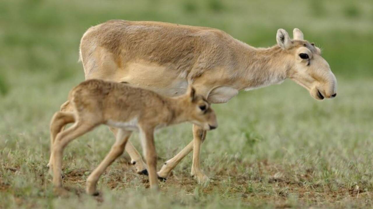 Ақсуда ақбөкеннің мүйізімен айналысқан тұрғын бас бостандығынан айырылды