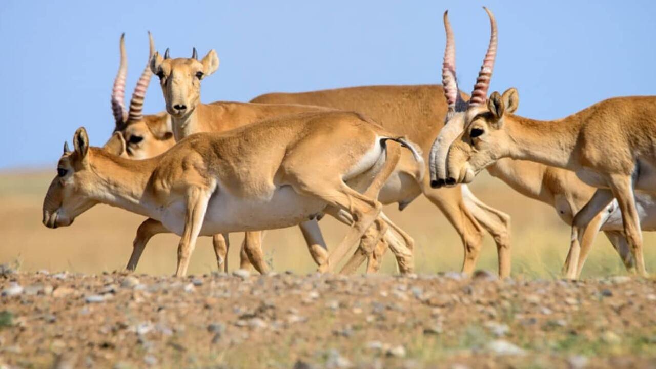 Ақмола облысында киіктерді аулау жұмыстары басталды