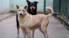 Қазақстанда жарты жыл ішінде 80-нен астам баланы қаңғыбас ит талаған