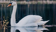 Қаракөлде аққудың жаппай қырылуына байланысты көлге адамдардың келуі шектеледі