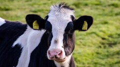 Ірі қарадан бруцеллез анықталған Қостанай облысындағы ауылға шектеу енгізіледі
