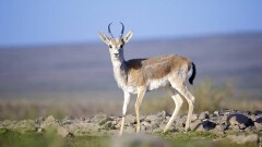 Қарағандыда киікті сойып алған браконьер ұсталды