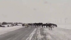 Павлодар облысында қараусыз жүрген 180 жылқының иесі жауапқа тартылды