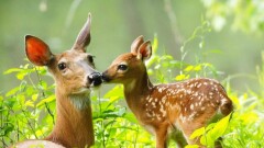 Алматы хайуанаттар бағында еліктің лағы өмірге келді