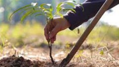 Бюджет қаражаты желге ұшты: Қызылордада миллиондарға егілген талдар қурап қалуы мүмкін