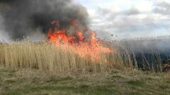 Алматы облысында қамыс өрті сөндірілді