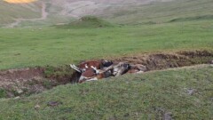 Тасқын су індет жұқтырған малдардың өлексесі көмілген қорымдарды шайып кетті