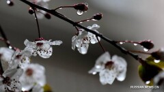 8 наурызда Қазақстанда жылынып, жаңбыр жауады