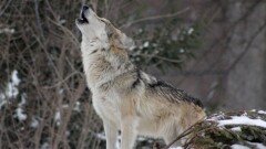 Павлодар ауылында 40 жыл көрінбеген қасқырлар қайта оралды