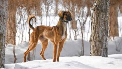 Ақорда президенттің Наурыз атты тазысын көрсетті