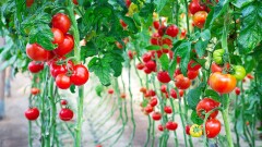 Елімізге Ресейден әкелінген қызанақ тұқымдарынан вирус табылды