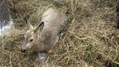 Павлодарлық мектептің аумағына кіріп кеткен еліктің жағдайы белгілі болды