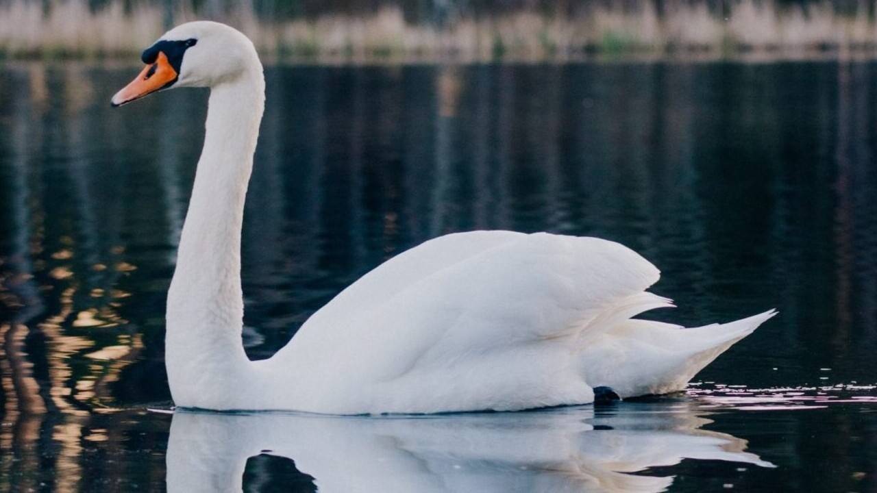 Қаракөлде аққудың жаппай қырылуына байланысты көлге адамдардың келуі шектеледі