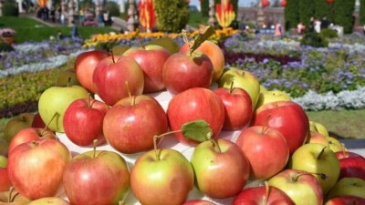 Apple Fest фестивалі: Алматы облысының фермерлері 150 тонна алма әкеледі